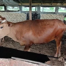  gurbanlyga mallar