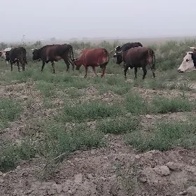 agyr bogaz sygyrlar