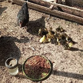 induşka