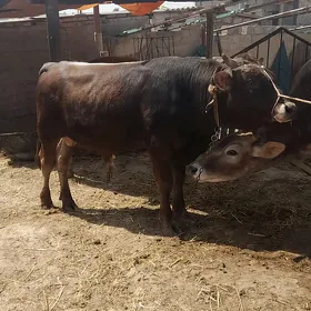 öküz