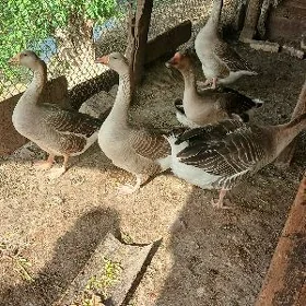 GUSLAR