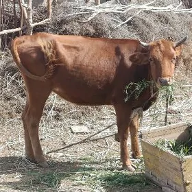 bogaz sygyr