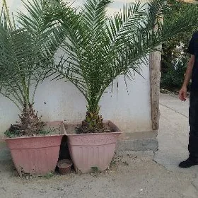 Hurma palma