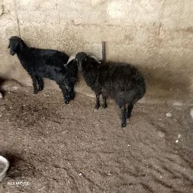 goyun geci