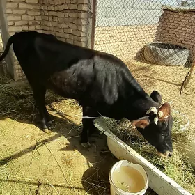 Göle