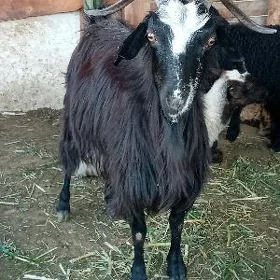 Bogaz geçi çebis