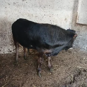 okuzce