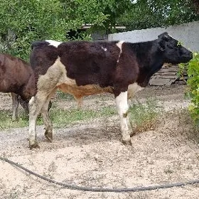 ökuz