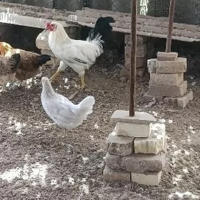 Horaz yas