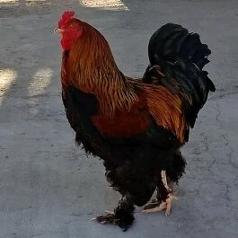 Horaz