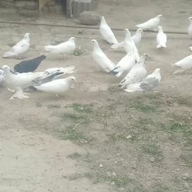 kepderi