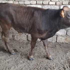 ARASSA ŞWES OKÜZ TOHUM