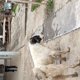 panda