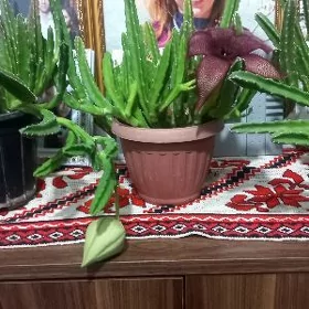 домашние цветы