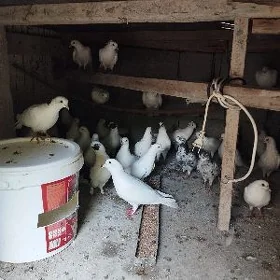kepderi