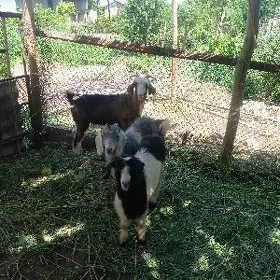 serkeler geçi