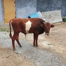 Ökiz