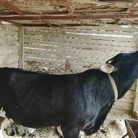 ökuz