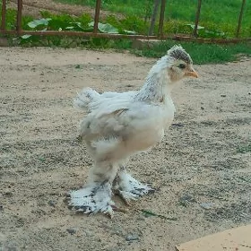 Brama