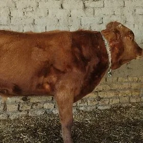 Öküzçe