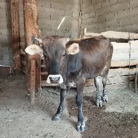 iki ýaşan Sygyr