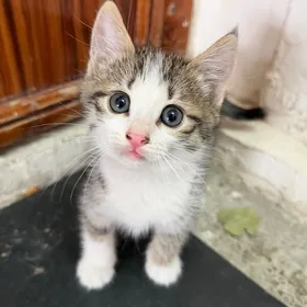 котята
