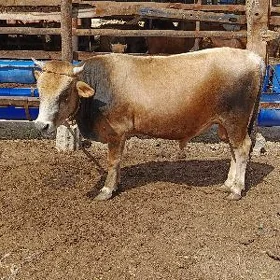 ÖKÜZ