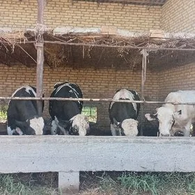 paroda okuzler