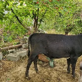 Göle satlyk
