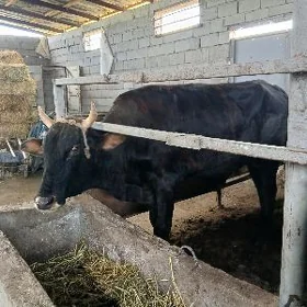 gurbanyk mallar okuzler