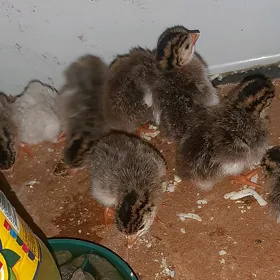 dürli jüjeler