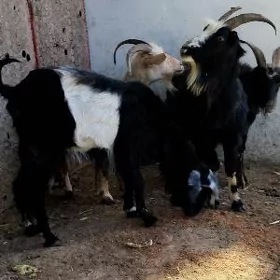 gysyr geçi