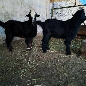 çebis