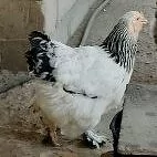Towyk brama
