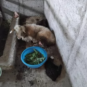 Guzuly goyunlar turkmen goyunl