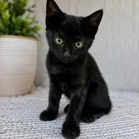 котенок бесплатно