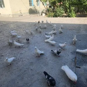 kepderi
