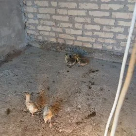 продаю