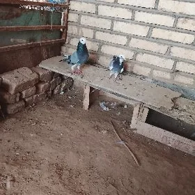 kepderi