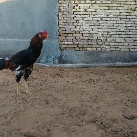 horoz