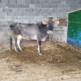 Śywes sygyr