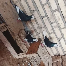 kepderi