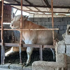 Öküz