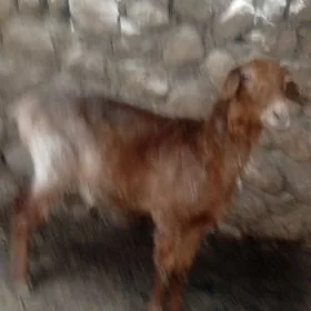 goýun