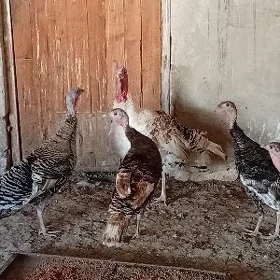 İnduklar