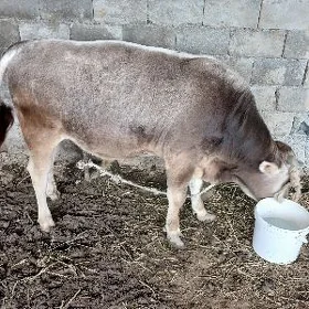 ökiz