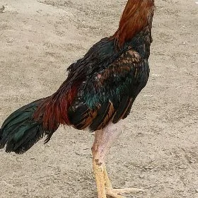 horoz