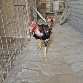 Horoz