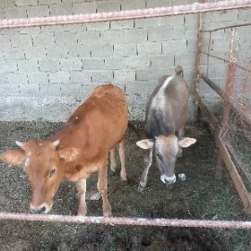 okuz tuwe