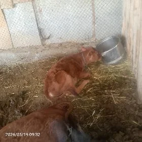 саглык сыгыр